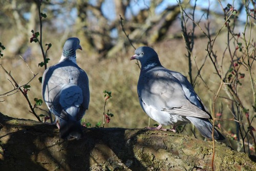 Two Pigeons In The Belle De Boscop Tree