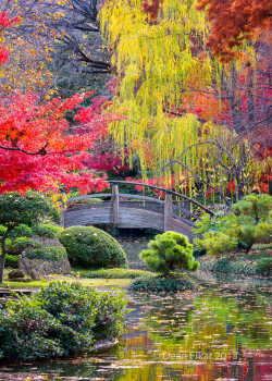 coiour-my-world: Moon Bridge in the Japanese Gardens by dfikar ~ Fort Worth Botanical Gardens