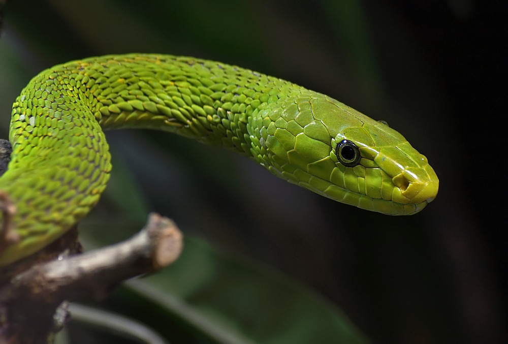 exotic-venom:
“ Dendroaspis angusticeps - eastern green mamba
Found in Kenya, Tanzania, Malawi, Mozambique, Zimbabwe,Swaziland, eastern South Africa, Democratic Republic of the Congo, South Sudan, Sudan, Niger, Central African Republic,Chad
”