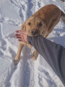 handsomedogs:  Seth the Golden