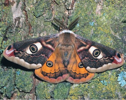 loveisthemostimportantthingever:small emperor moth