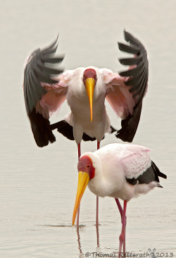 earth-song:   A stork named Herbert by Thomas Retterath   