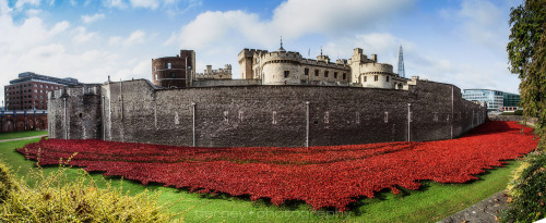 The poppies at The Tower of London. A staggering 888,246 poppies will eventually appear in the groun