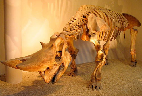 astronomy-to-zoology: Genus: Arsinoitherium …an extinct genus of paenungulate mammals that li