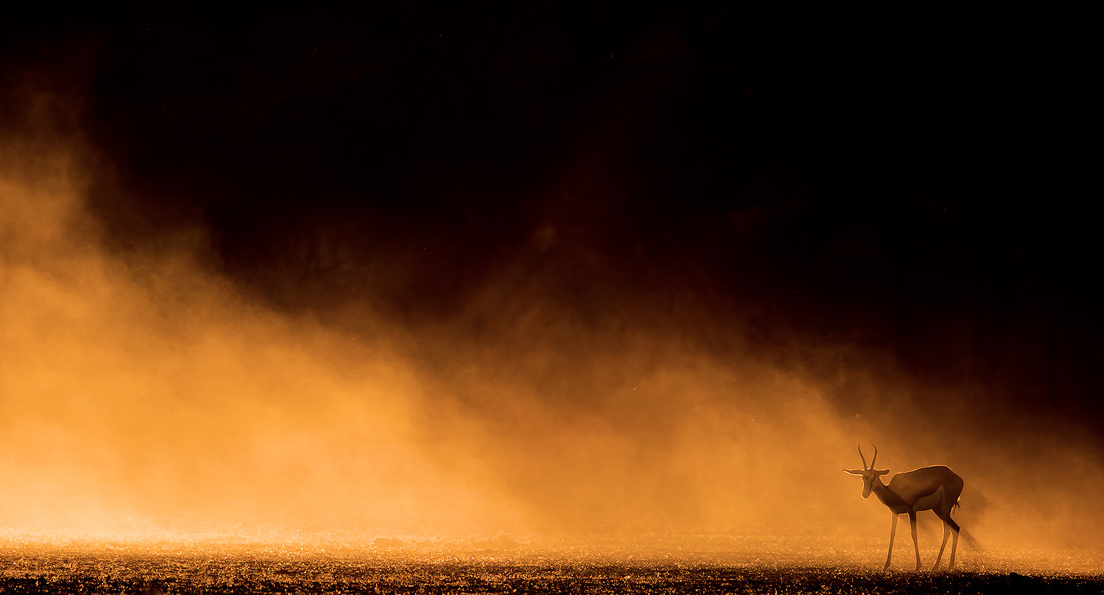 escapekit:  Wildlife Photography South African photographer Lee Bothma captures