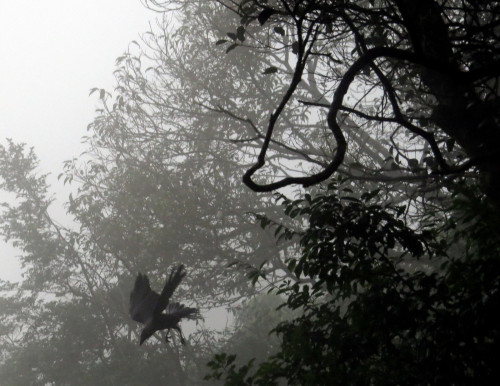 Crow In The Mist