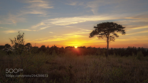 Pine by antonycooperba