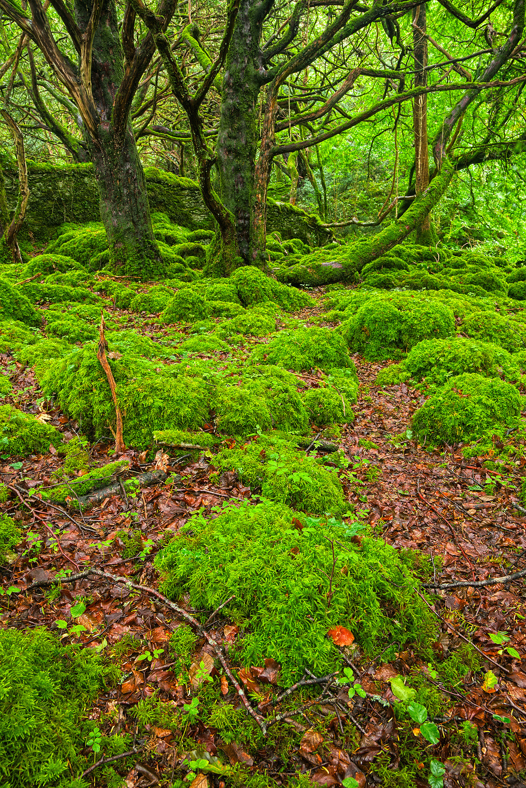 Japan&Nature