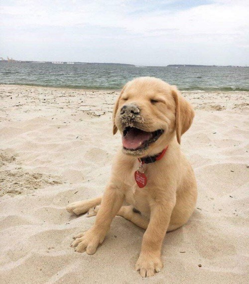 babydogdoo:  my puppy loves the beach