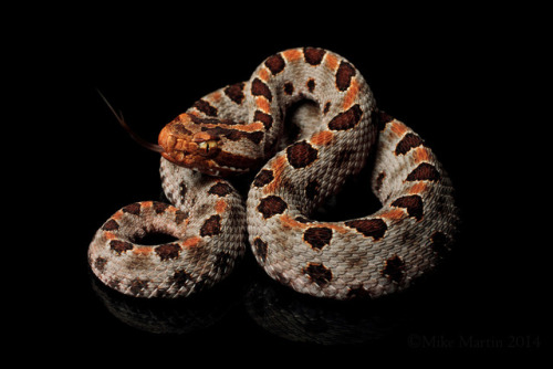 Todays Snake Is:The Pygmy Rattlesnake or Ground Rattlesnake (Sistrurus miliarius) is a venomous spec