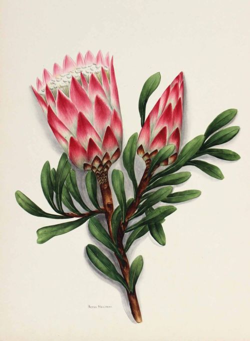 The Flowers of South Africa, Cape Peninsula, private album, 1903. Watercolor, unknown artist. Via Ki