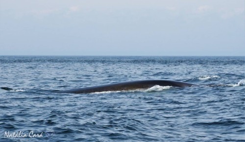 fin whale