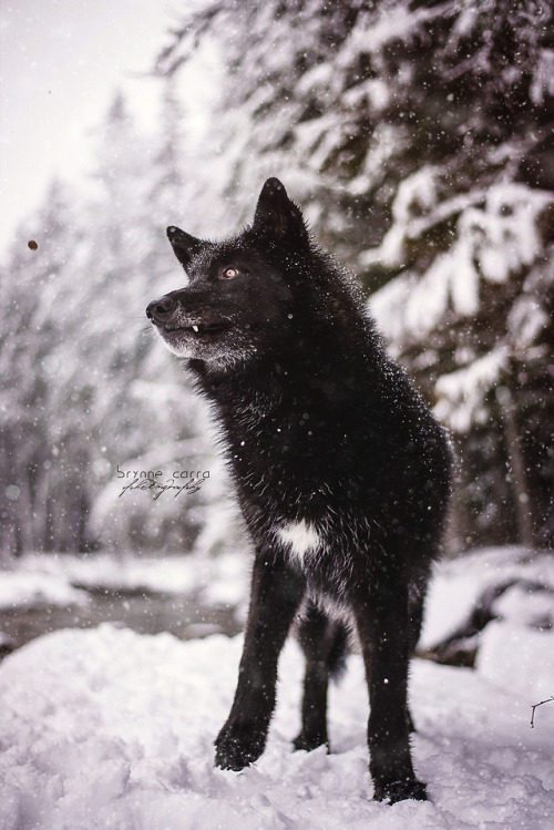 Yarrow’s dorky side&hellip;treat catching faces will never get old!