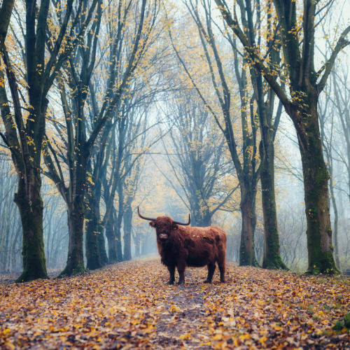 klaasfoto:December’s carpet.