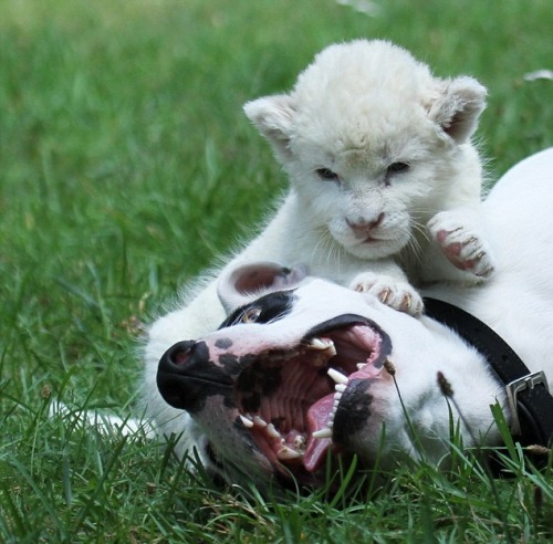 Sex  A dog has become stepfather to a rare white pictures