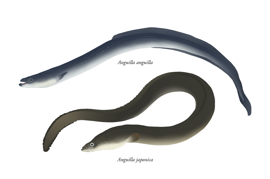 European eel (Anguilla anguilla) and Japanese eel (Anguilla japonica), two of the species with sequenced genomes that you can get from my collection of illustrations. Hi-res and web-ready files available here: Illustrations - Shared folder.
Like the...