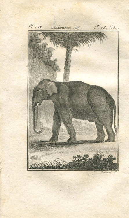 1808 Male Elephant Antique Print Buffon