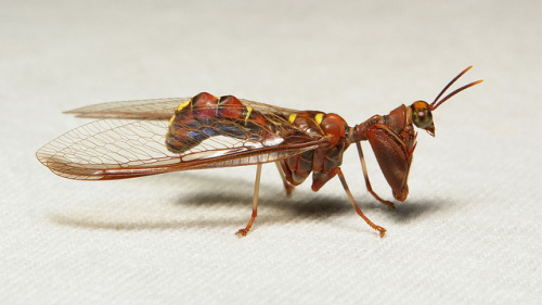 sinobug:Mantisfly (Entanoneura sinica, Mantispidae, Neuroptera) These extraordinary, seemingly preh