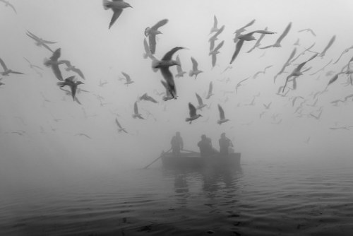 water-aesthetics:Migratory Birds by geeta_maurya adult photos