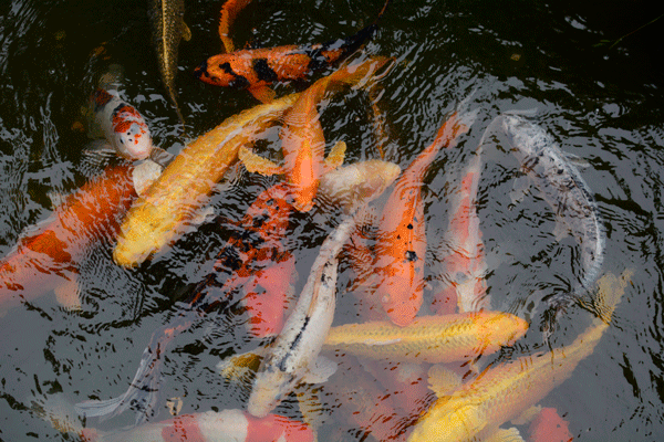 newenglandnomadic:  Japanese Tea Garden | San Francisco 