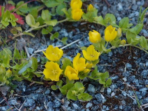 Lysimachia nummularia — moneywort a.k.a. creeping jenny