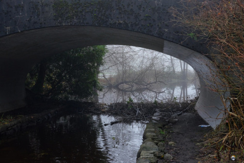 lost lagoon - fogstanley park, vancouver, bc