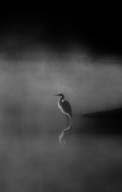 Monica Dionne, Heron Sunrise, 2015