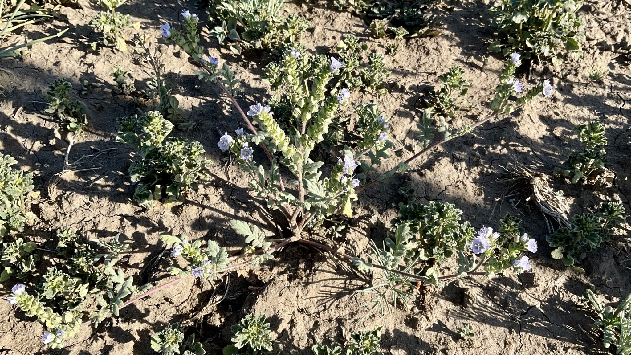 A low, sprawling plant with sparsely leafed stems and small, light blue flowers.