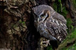 spiritofthewoodlands:    Screech Owl by Max Rinaldi  