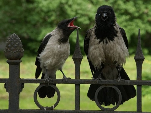 ainawgsd:Hooded CrowThe hooded crow, with its contrasted greys and blacks, cannot be confused with e