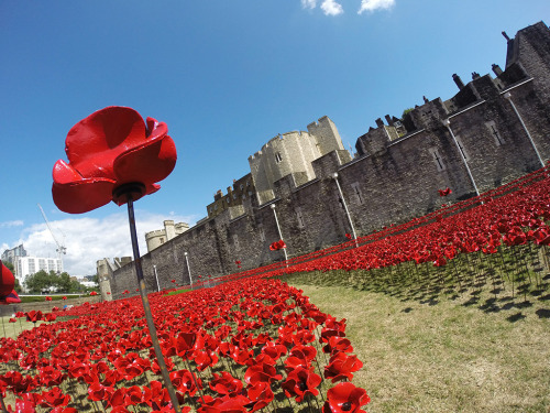 asylum-art:  Paul Cummins: 888,246 Ceramic Poppies Flow Like Blood from the Tower of London to Commemorate WWIt  The moat that surrounds the Tower of London has long stood empty and dry. This summer, it’s getting filled with 888,246 red ceramic poppies,