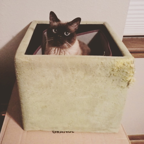dizzy-from-the-merry-go-round: The Cat in the Box