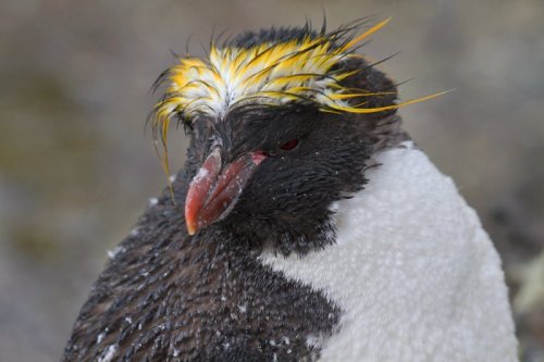 look this penguin stole Donald Trump’s hairpiece