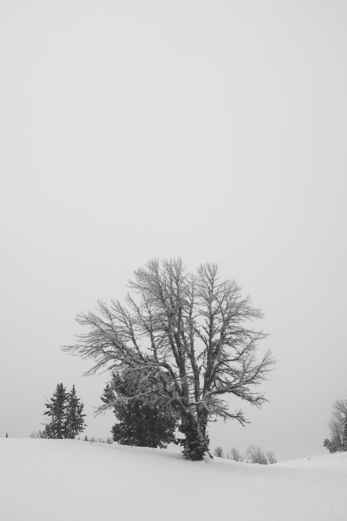arthurchang:  Winter Life Big Sky, MT and Yellowstone National park // Sony RX1r A collection of black and white photographs from my recent trip to Montana and Yellowstone National Park in December 2015. 