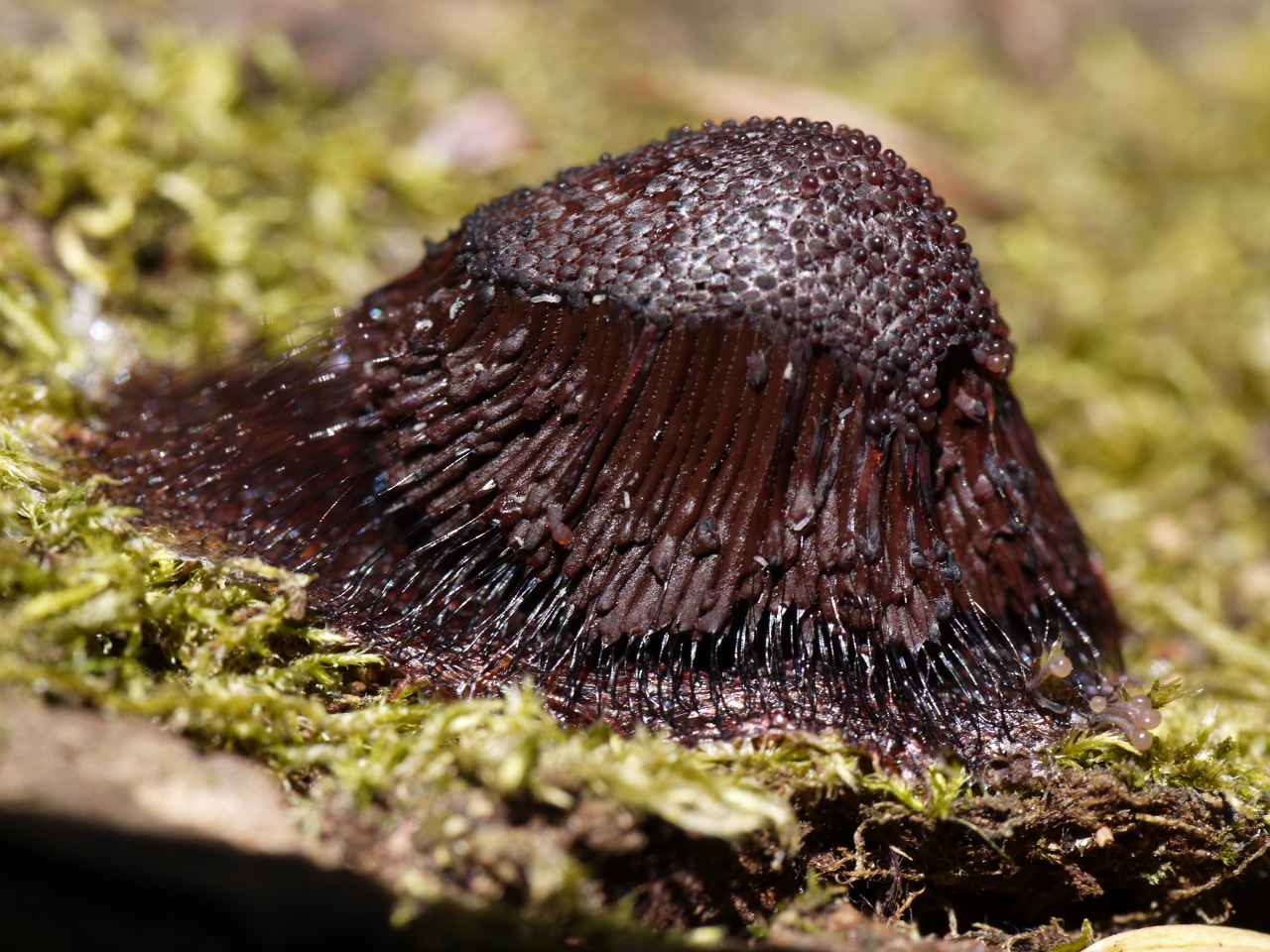 Stemonitis sp. “Brown Plasmodial Slime Mold” Myxogastria
Point Defiance Park, Tacoma, WA
July 8, 2013
Robert Niese
Slime molds are colonial unicellular organisms that are distantly related to animals and fungi. They are active predators of bacteria,...