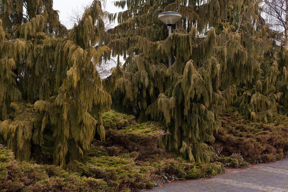 architectureofdoom:  Street light, cemetery, Numansdorp, the Netherlands. Photography