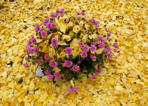 Ginkgo leaves on chrysanthemums.
