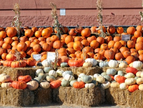 Pumpkins Everywhere