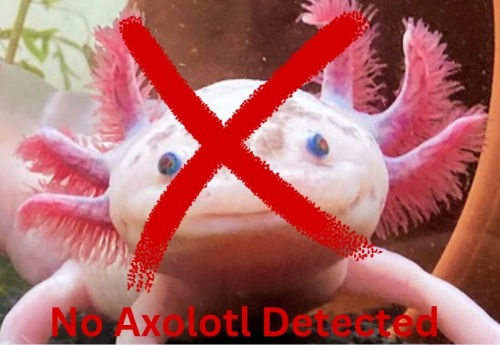 Hello, I Am Axolotl Detector. If You Wish For Me To Detect Something, Just Send It In. If You Wish To