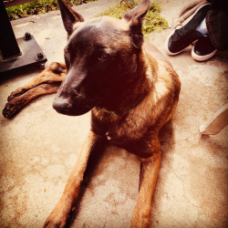 #boots #MelanoidBelgianShepherd  (at Hacienda Pèrez-Garcia)