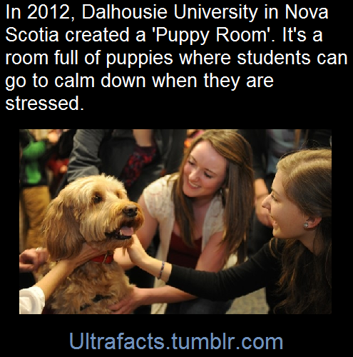 ultrafacts:    For hundreds of Dal students eager for a break from the stresses of