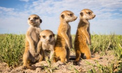 seaofuncertaintea:  Baby meerkats in Botswana