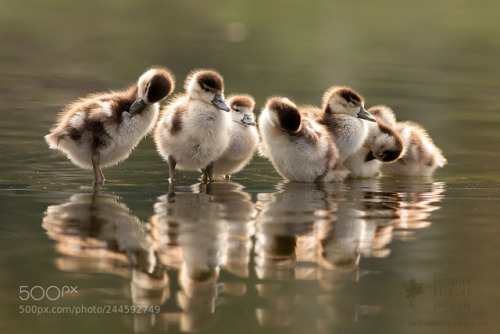 animal-photographies:We Are Family