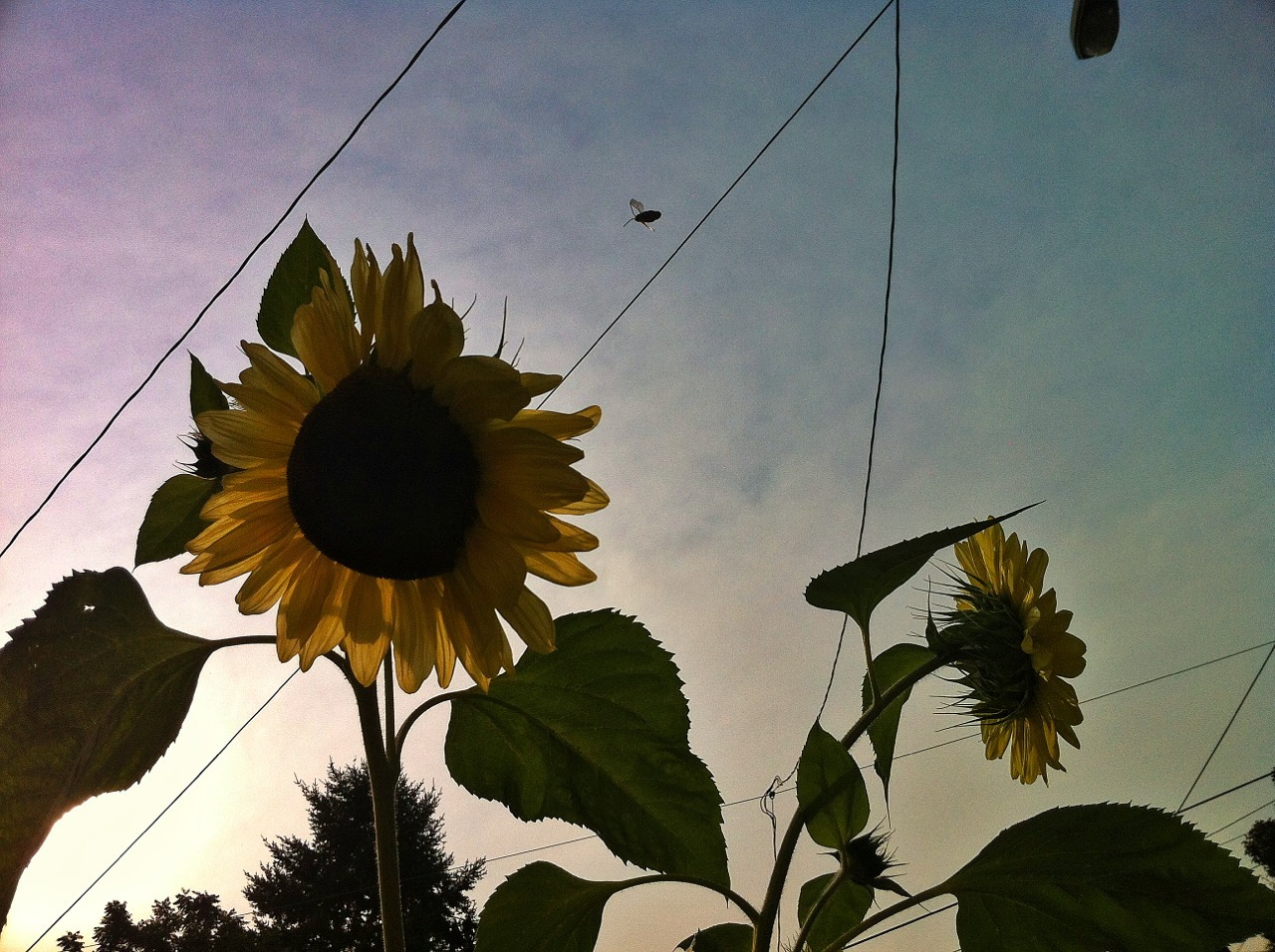 🌻 Scorcher 🌻