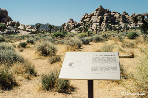 morningcallsphotography:Joshua Tree National ParkJoshua Tree, California©morningcallsphotography