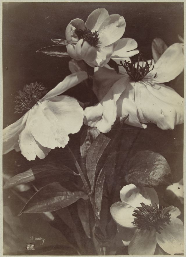 Charles Aubrey, Flower study, ca 1875 - 1895