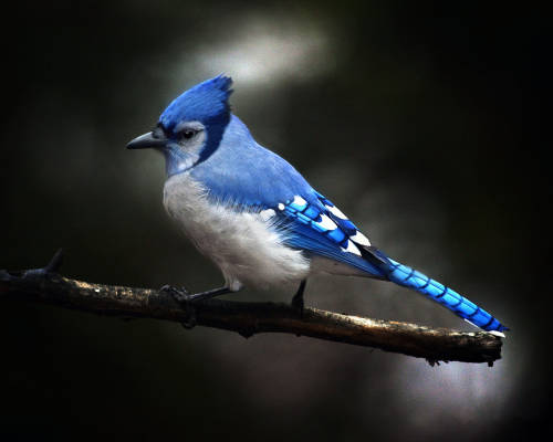 L'oiseau en bleu by Andre Villeneuve Camera: Canon EOS 5D Mark II