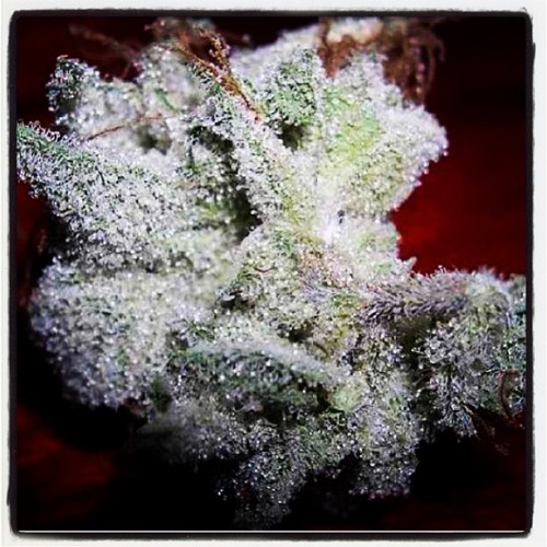 @renaked33 #tittysprinkles #legalizeit