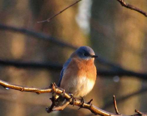 A bluebird I saw this morning. The fog condensing on the twig made his belly feathers wet.