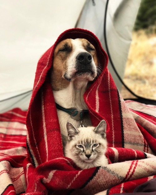 Sex boredpanda:    This Cat And Dog Love Travelling pictures